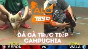 Đá Gà Trực Tiếp Campuchia - Khám Phá Các Giải Đấu Tại Alo789