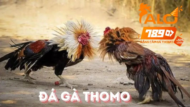 Đá Gà Thomo Tại Alo789 - Trận Đấu Đỉnh Cao Của Các Chiến Kê